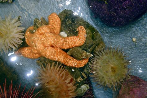 Sea Star Wasting Syndrome Decreasing On Peninsula But Not