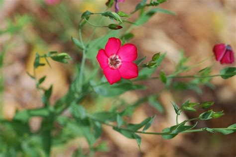 Seed Of The Week Scarlet Flax Growing With Science Blog