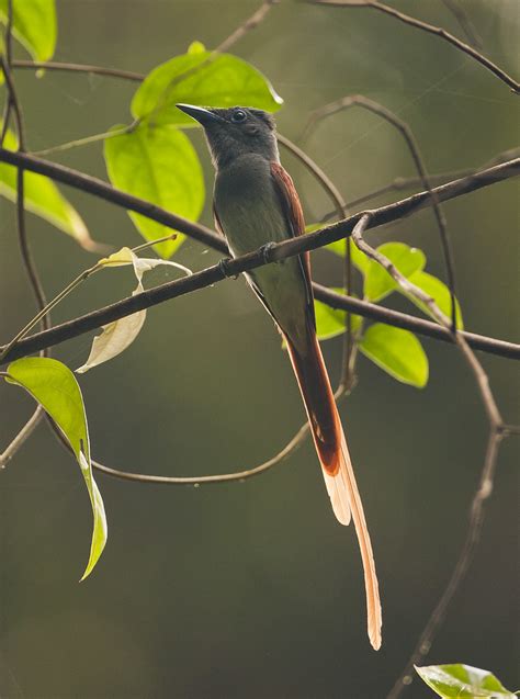asian paradise flycatcher male terpsiphone paradisi flickr