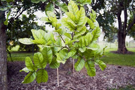 Sausage Tree Leaves Clippix Etc Educational Photos For Students And