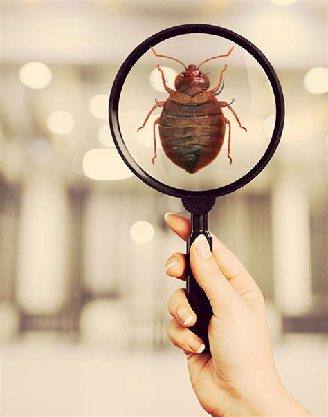 Bed Bugs Pest Control And Treatment In Dubai Trust Co Pest