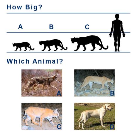 Are There Mountain Lions In The Dallas/Fort Worth Area ...