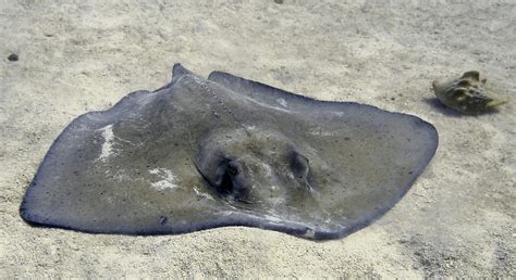 Stingray In The Sand Photograph By Amy Mcdaniel