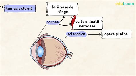 Ochiul și Simțul Văzului Structura Ochiului Biologie Clasa A 7 A