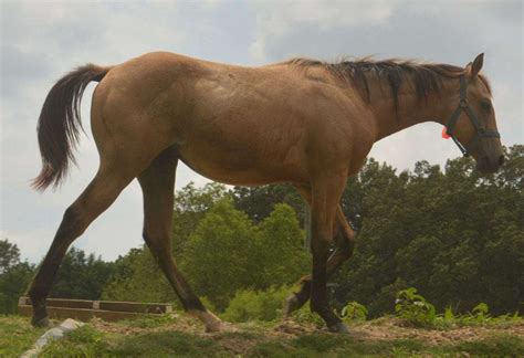 Very sweet and are totally in sync with each… Big Foundation Bred True Buckskin Colt. Should be 15.2+Hands.