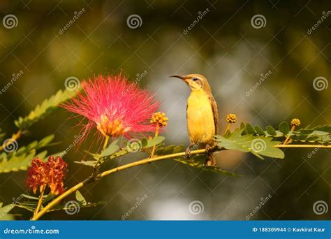 Dusky Honeyeater Sitting On Tree Stock Photo Image Of Enjoying Clear