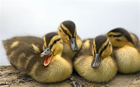 Pin By Rebecca Black Gliko On Ducks In A Row Baby Ducks Duck