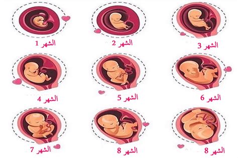 كيف تكون حركة الجنين في الشهر الخامس بالصور