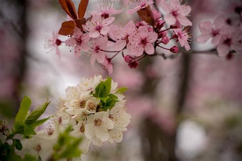 Flor De Cerezo Primavera Rosado Foto Gratis En Pixabay Pixabay