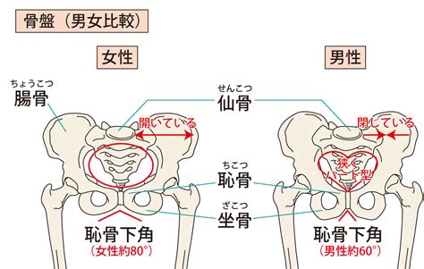 下半身太りは股関節のズレが原因？男性よりズレやすい女性の股関節を整えるエクササイズ ヨガジャーナルオンライン
