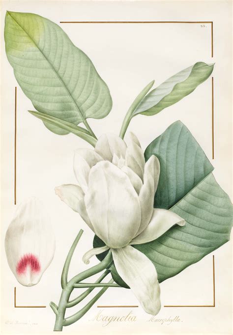 Redoutes Magnolia Botanical Art Flower Prints Art Botanical Art Prints