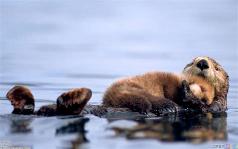 In Pictures 25 Of The Cutest Parenting Moments In The Animal Kingdom