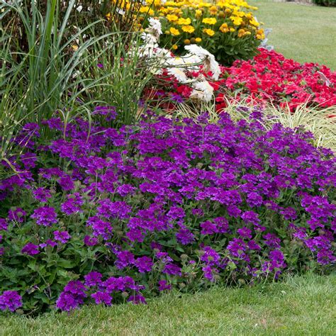 Buy Verbena Endurascape Purple Plants Purple Plants Plants Verbena