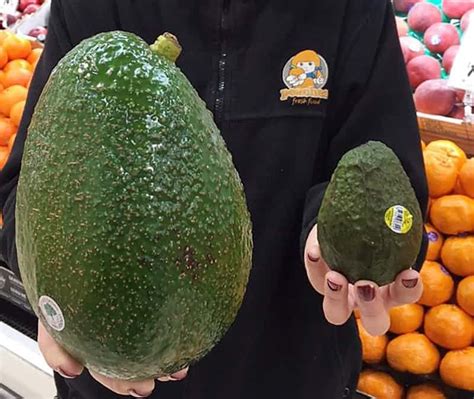 As Big As Your Head Giant Avocado Arrives In Australia Avocado