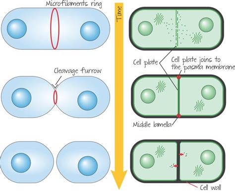 Plant cell and animal cell sketch. Cytokinesis in animal cell versus plant cell. | Plant cell ...