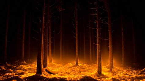 Dark Lights Forest Trees Snow Wallpapers Hd Desktop