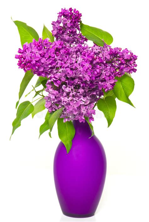 Bouquet Of Lilac Flowers In Vase Stock Photo Image Of Interior
