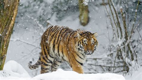 Siberian Tiger 4k Wallpaper Amur Tiger Snow Fall Winter Cold Big