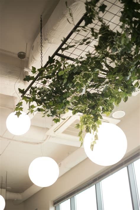 Hanging Plants From Ceiling Ideas Axis Decoration Ideas