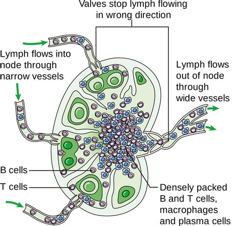Lymphaticimmune System The Fighters Anatomy And Physiology