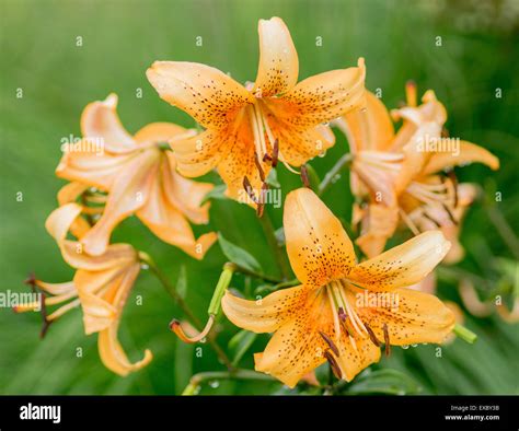 Orange Lilies Close Up Lilium Stock Photo Alamy
