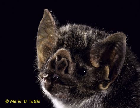 These Bats Look Exactly Like Teddy Bears And Cute Little Piggies