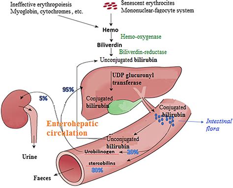 Evaluating Liver Test Abnormalities Bilirubin Metabolism Hot Sex Picture