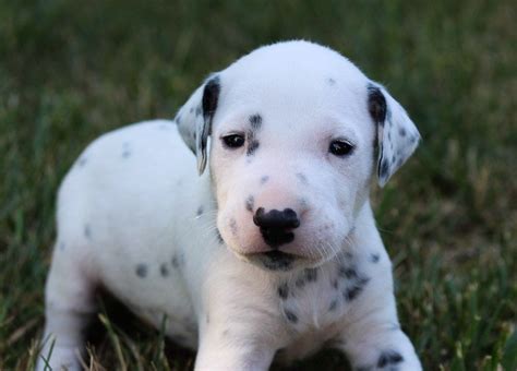 The dalmatian requires a lot of exercise, so is best suited for an active owner. Kobe - AKC Dalmatian doggie for sale near Woodburn ...