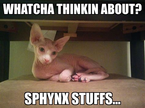 Feline Filosophy Sphynx Cat Sphynx Sphinx Cat