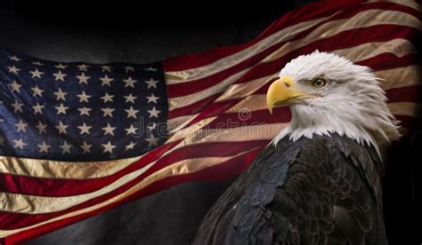 American Bald Eagle With Flag Royalty Free Stock Photo Bald Eagle American Bald Eagle