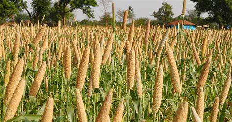 How To Grow Pearl Millet Indigenous Grains Of South Africa