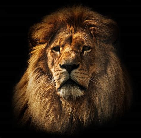 4900 Lion Front View Stock Photos Pictures And Royalty Free Images