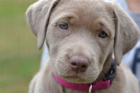 Our Silver Lab puppy Luna | Puppies, Cute puppies, I love dogs