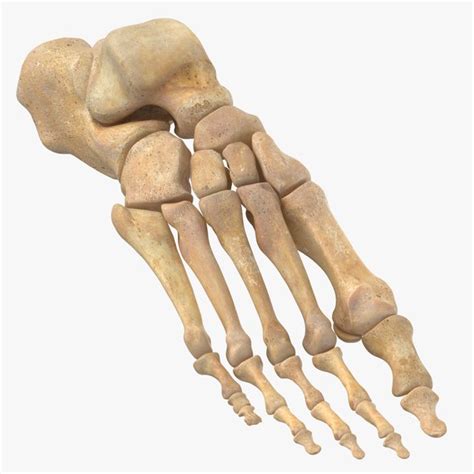 Human Foot Bones Anatomy 3d Model Turbosquid 1558150