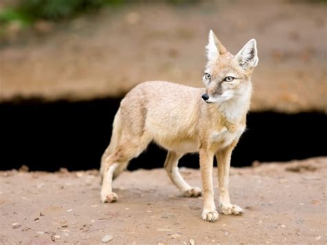 Corsac Fox Free Stock Photo Public Domain Pictures