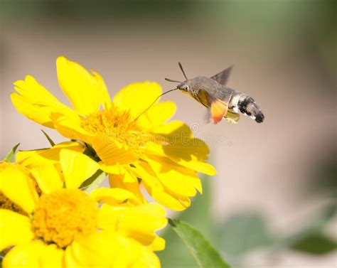 Sphingidae Known As Bee Hawk Moth Enjoying The Nectar Of A Yellow