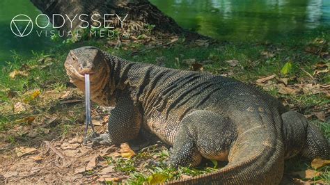 Giant Monitor Lizards In Bangkoks Lumphini Park Thailand Adventure