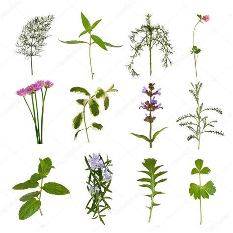Herb Leaf Variety — Stock Photo © Marilyna 2054487