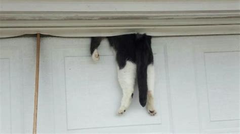 Cat Survives Harrowing Encounter With Garage Door Kittymews Cat