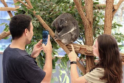 Lone Pine Koala Sanctuary Pacific Hotel Brisbane