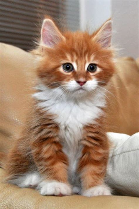 Long Haired Orange Kitten