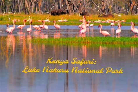 Kenya Safari Lake Nakuru National Park Travel With Shreya
