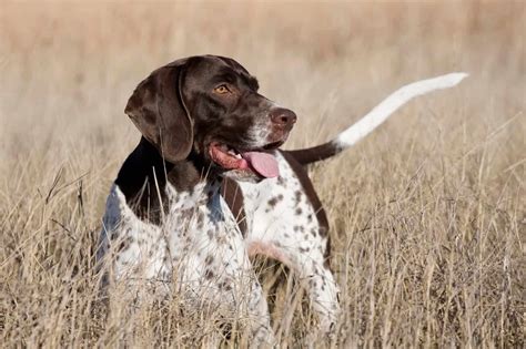 Below are our newest added german shorthaired pointers available for adoption in california. English Pointer - SpockTheDog.com