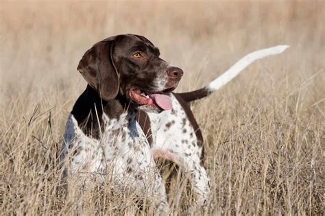 We handle and socialize our puppies daily! English Pointer - SpockTheDog.com