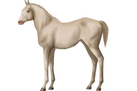 horse breeds lokai horse world