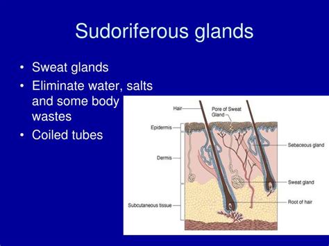 Ppt Integumentary System Powerpoint Presentation Id3825779