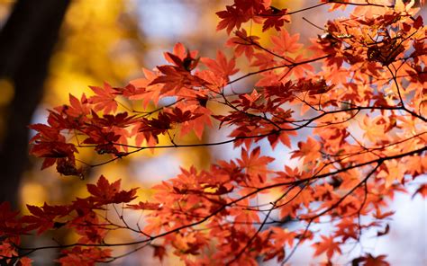 Download Wallpaper 3840x2400 Maple Autumn Leaves Blur Maple Leaves