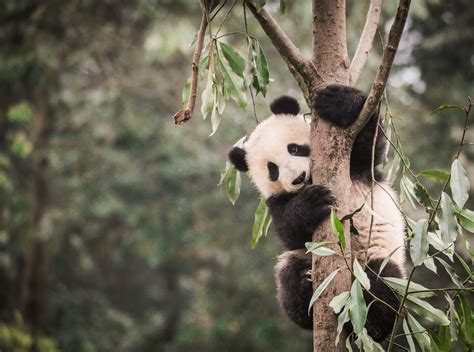 Top 17 The Giant Panda Natural Habitat Is Shrinking Hay Nhất 2022
