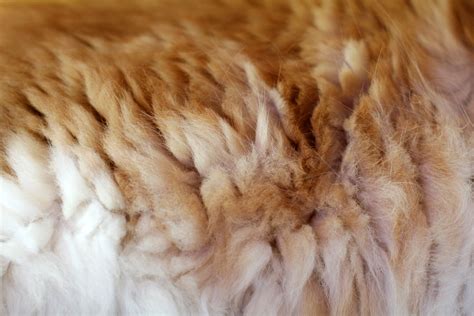 Dog Fur Fur Surface Texture Dogs Surface Finish Pet Dogs Doggies