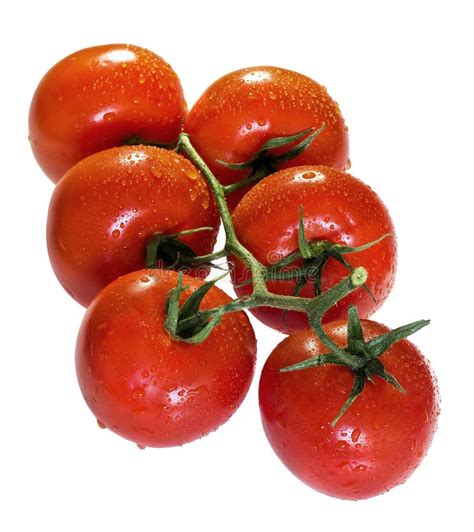 1 Six Fresh Tomatos Isolated White Free Stock Photos Stockfreeimages